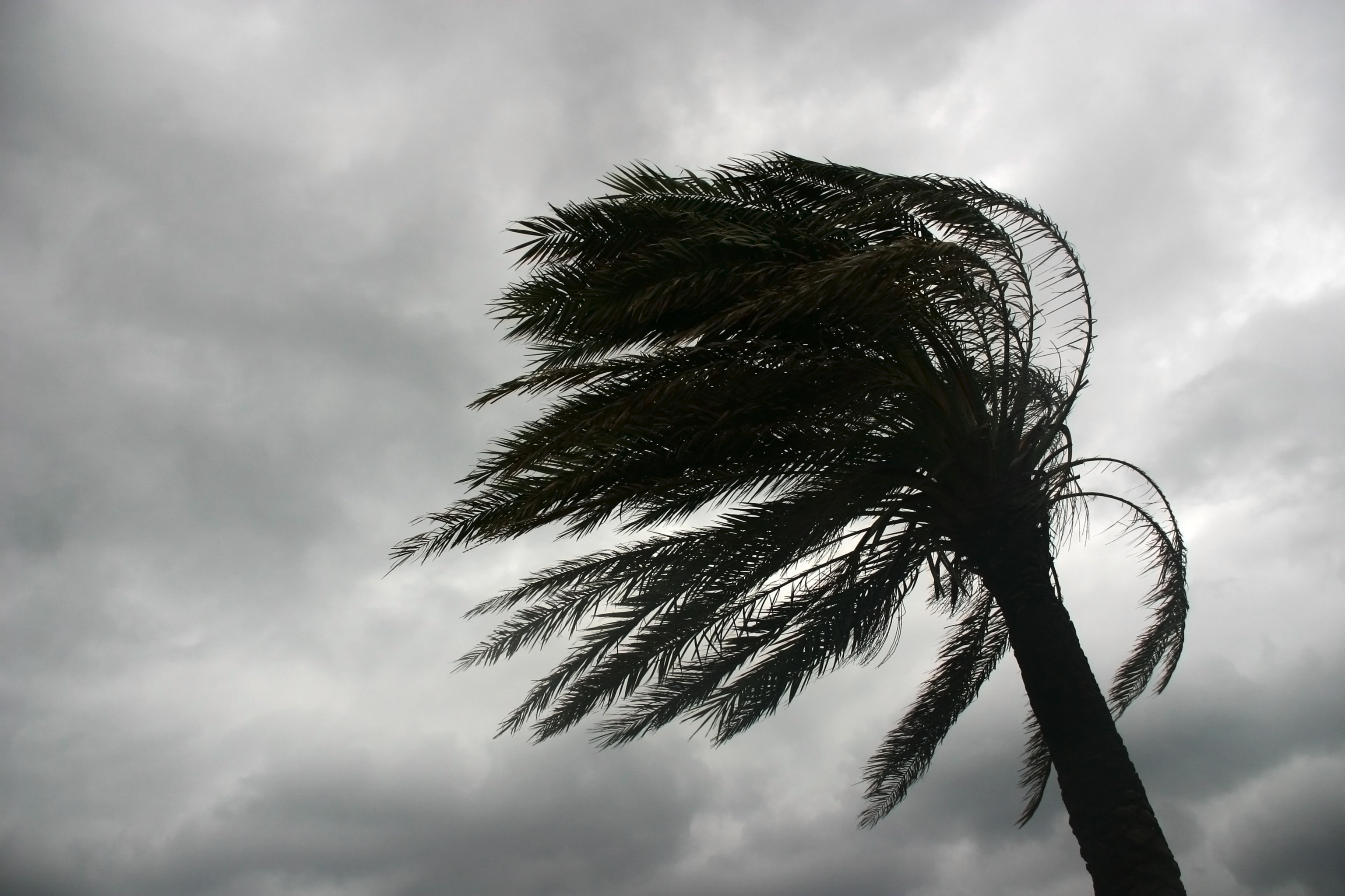 Palmera Azotada Por El Viento CFGA