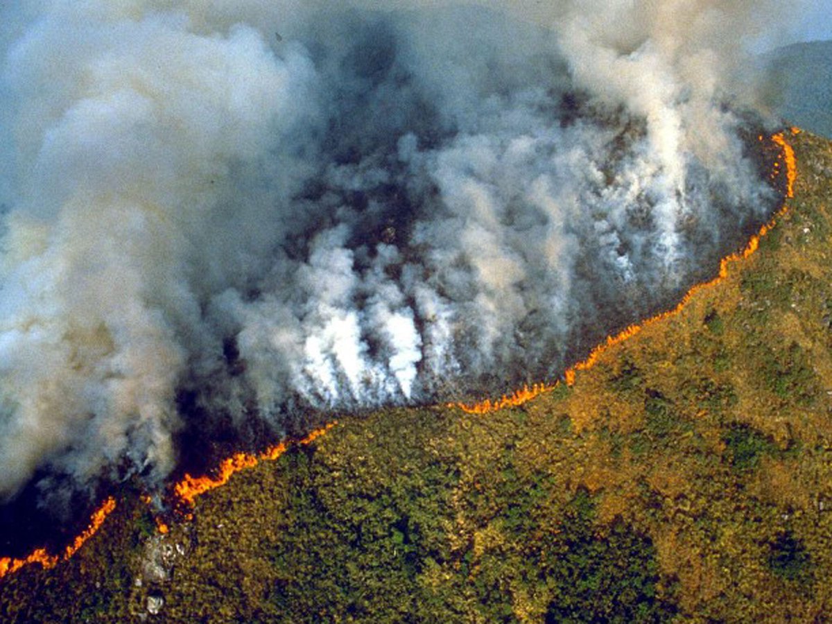 Featured image for “Help the burning Amazon rainforest – and our air!”